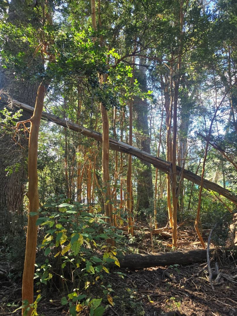 4 BOSQUE ISLA