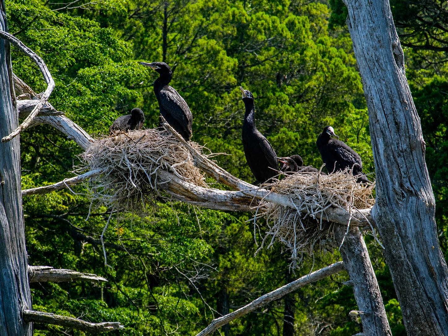 habitantes del bosque